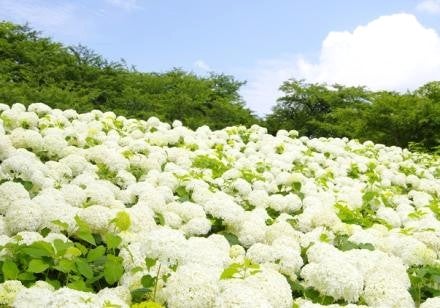 <Web割対象商品>【キングツアーバス旅】大人気ベーカリー「ペニーレイン」パン食べ放題ランチ♪白く染まる幸手権現堂アナベル&巨峰1房狩りとあんこバー〔多摩センター・聖蹟桜ヶ丘発〕2